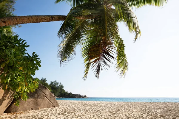Palmové Stromky Anse Intendance Beach Ostrov Maho Seychely — Stock fotografie