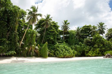 Anse Royale Plajı'nda Palmiye Ağaçları, Mahe Adası, Seyşeller
