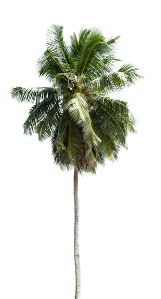 Zdjęcie Palmy Kokosowe Drzewo Drzewo Białym Tle — Zdjęcie stockowe