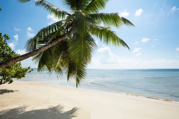 Coconut Trees At Turtle Bay Beach, Mahe Island, Seychelles