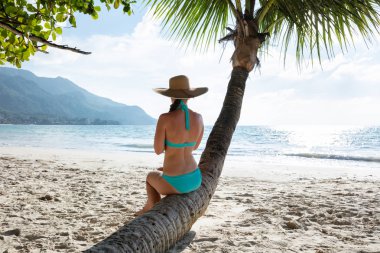 Arka görünüm Içinde bir kadın Içinde mavi bikini oturan üzerinde Palm Tree Trunk at plaj