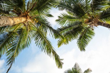 Anse Intendance Beach, Mahe Adası, Seyşeller Üzerinde Palmiye Ağaçları Düşük Açı Görünümü