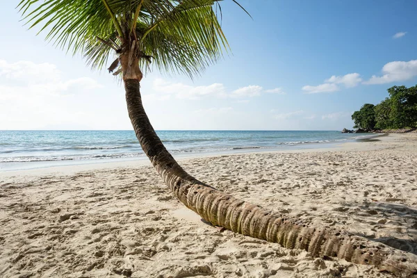 Gros Plan Palmier Tordu Sur Baie Beau Vallon Île Mahe — Photo