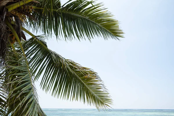 Zielone Palmy Kokosowe Drzewa Liści Przeciw Niebo — Zdjęcie stockowe