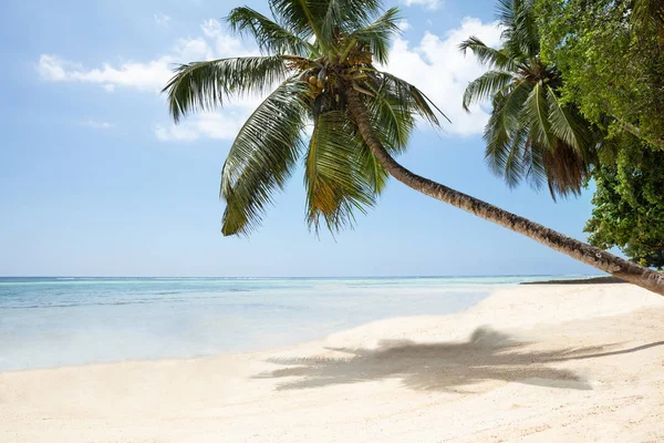 Palm Trees Turtle Bay Beach Mahe Island Seychellerna — Stockfoto