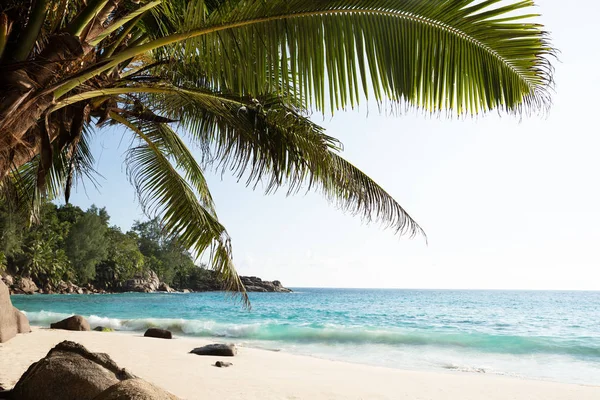 Пальмы Пляже Анс Оданс Остров Маэ Сейшельские Острова — стоковое фото