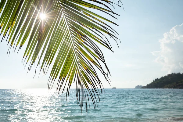 Primer Plano Hojas Palma Árbol Sobre Playa Idílica Arena — Foto de Stock