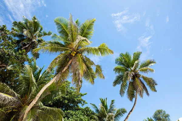 Vista Ángulo Bajo Palmeras Playa Anse Jalá Isla Mahe Seychelles — Foto de Stock