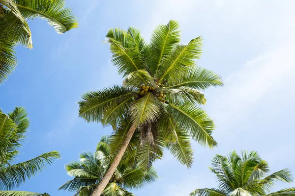 绿色椰子树低角度景观安塞玛丽 洛伊斯海滩 马埃岛 塞舌尔 — 图库照片