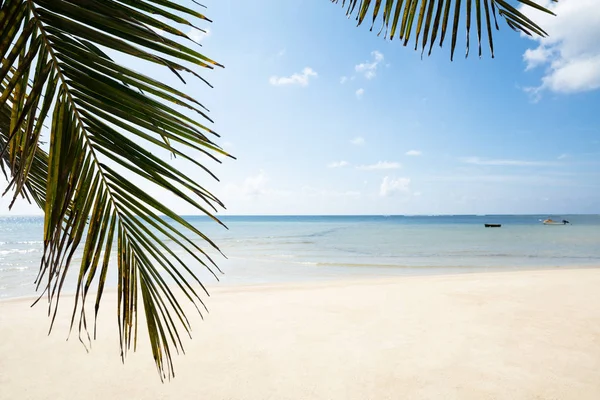 Zbliżenie Liści Palmowych Turtle Bay Beach Wyspa Mahé Seszele — Zdjęcie stockowe