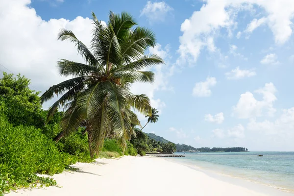 Coconut Trees Turtle Bay Beach Mahe Island Seszele — Zdjęcie stockowe