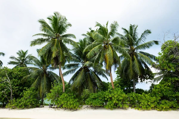 Árboles Coco Anse Marie Loise Beach Isla Mahe Seychelles — Foto de Stock