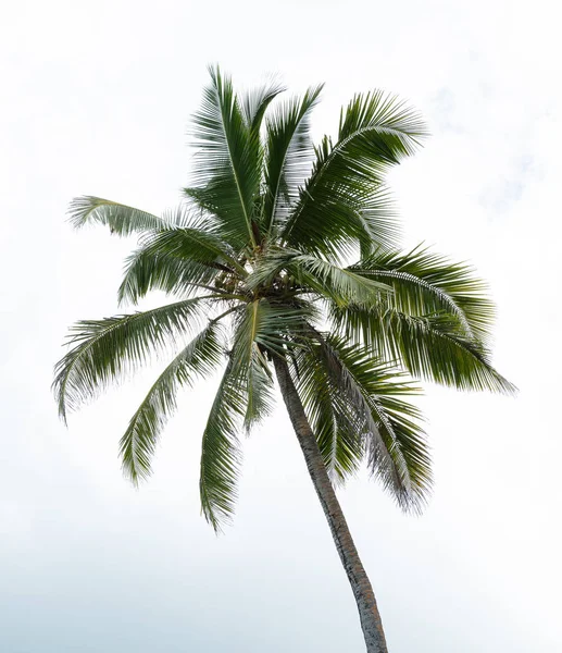 绿色椰子树对天空的低角度视图 — 图库照片