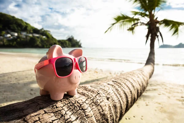 Close Pink Piggybank Sunglasses Tree Trunk Beach — Stok Foto