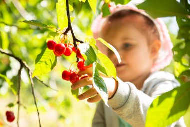 Sevimli kız bahçede kiraz toplama