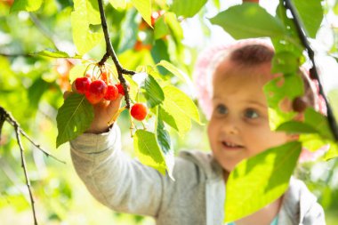 Sevimli kız bahçede kiraz toplama