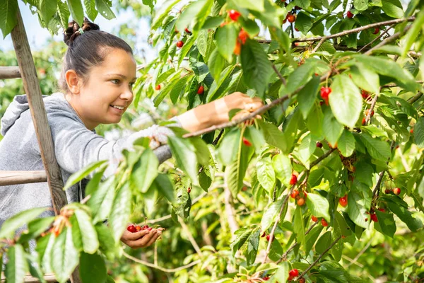 Jonge Vrouw Plukken Kersen Tuin — Stockfoto