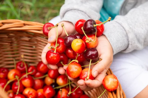 Girl Hands Putting Fresh Picked Cherries Basket — Stock Photo, Image