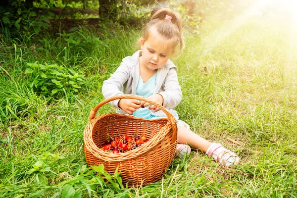 Meisje Zet Verse Geplukt Kersen Mand — Stockfoto