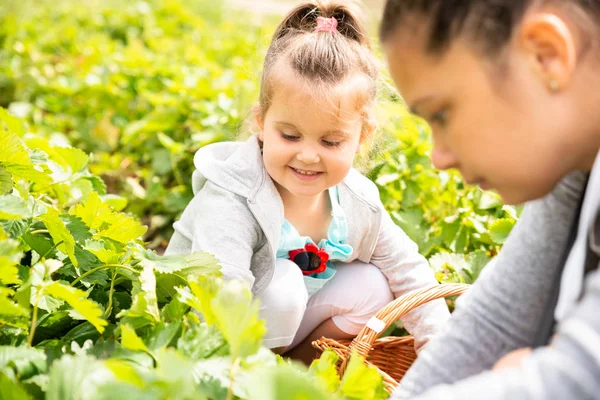 Meisje Plukken Aardbeien Samen Met Haar Moeder Tuin — Stockfoto