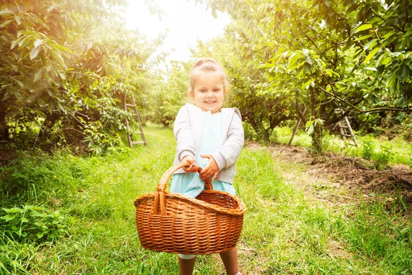 Meisje Vervoert Mand Vol Met Verse Kersen Tuin — Stockfoto