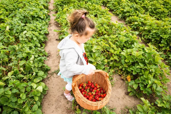 Schattig Meisje Plukken Aardbeien Tuin — Stockfoto