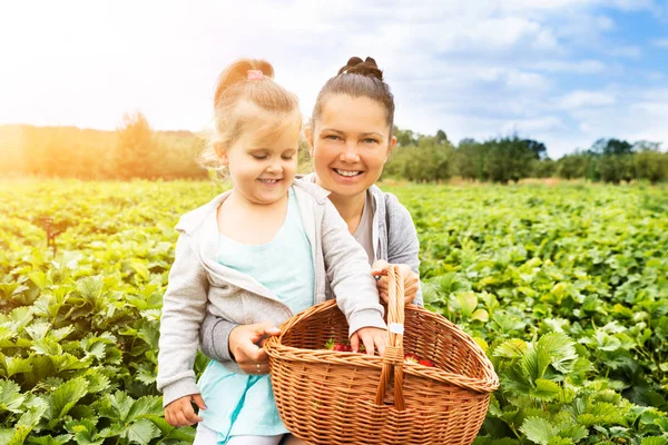 Ragazza Raccogliendo Fragole Insieme Sua Madre Giardino — Foto Stock