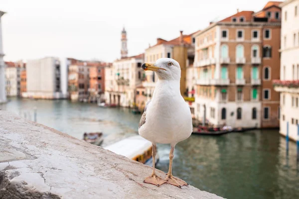栖息在威尼斯大运河里亚托桥上的海鸥肖像 — 图库照片