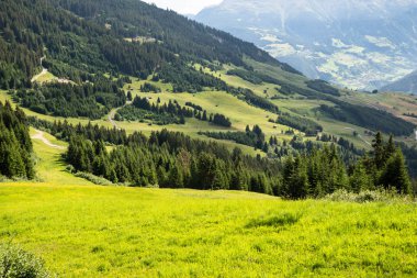 Alp otlaklar ve Köknar Ağaçları Avusturya, Alpler
