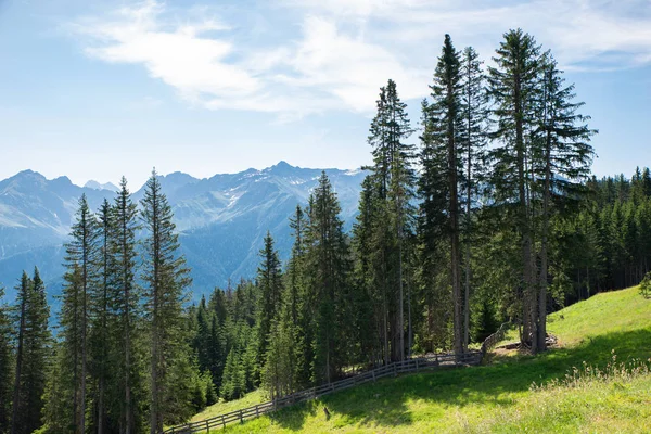 Alpine Pastures Fir Trees Austria Alps — Stock Photo, Image