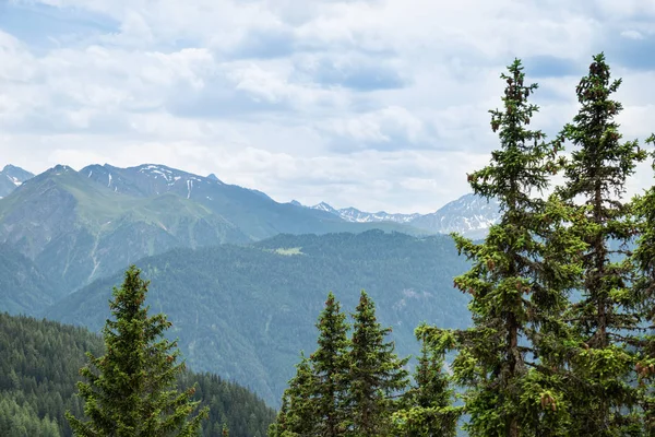 Alp otlaklar ve Köknar Ağaçları Avusturya, Alpler