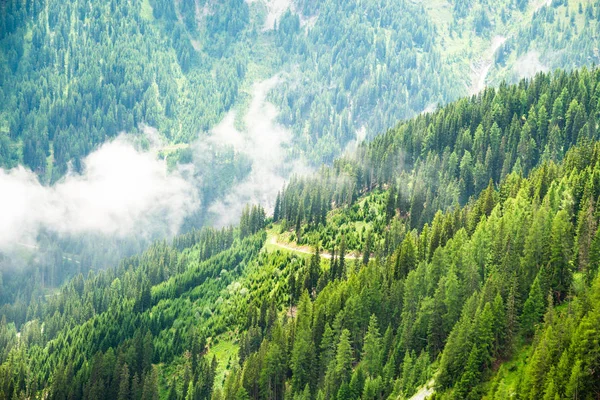 Dağlarda Köknar Ağacı Ormanı. Avusturya, Alpler