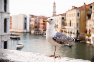 Venedik Büyük Kanalı'ndaki Rialto Köprüsü'ne Tünemiş Bir Martı Portresi