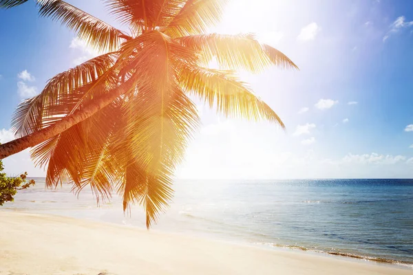 Solljus Över Palm Trädet Nära Det Idylliska Havet — Stockfoto