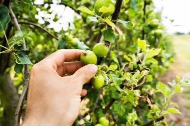 Ağaç Şubesinden Taze Yiyecek Alınıyor