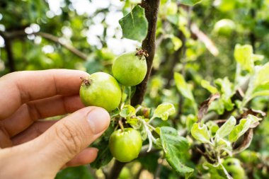 Ağaç Şubesinden Taze Yiyecek Alınıyor