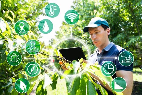 Smart Farming Digital Technology Agriculture App Στο Αγρόκτημα — Φωτογραφία Αρχείου