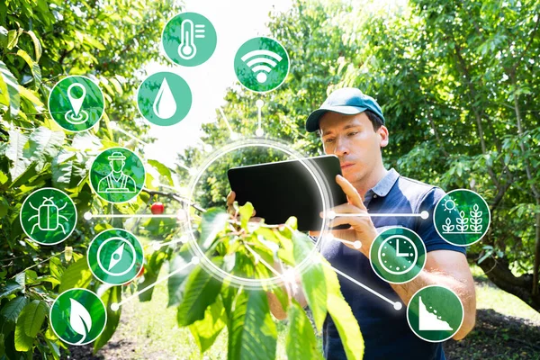 Smart Farming Digital Technology Agriculture App Auf Dem Bauernhof — Stockfoto