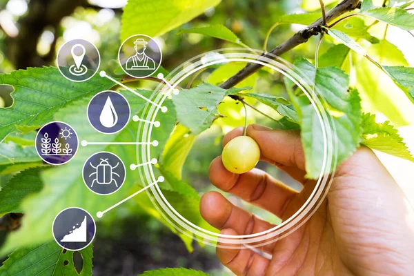 Farmer Hand Checking Onrijpe Cherry Groei Farm — Stockfoto