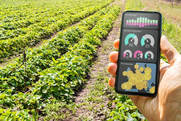 Smart Farming Digital Technology Agriculture App Auf Dem Bauernhof — Stockfoto