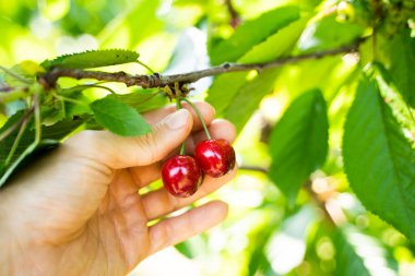 Ağaç Şubesinden Taze Yiyecek Alınıyor