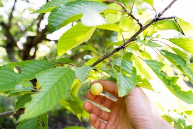 Çiftçi El Çiftlikteki Olgunlaşmamış Kiraz Büyümesini Denetiyor