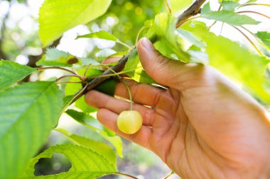 Çiftçi El Çiftlikteki Olgunlaşmamış Kiraz Büyümesini Denetiyor