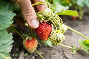 Ağaç Şubesinden Taze Yiyecek Alınıyor