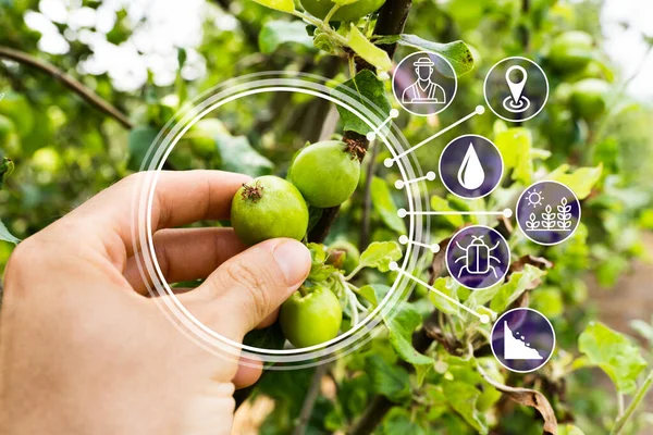 Cueillette Aliments Frais Ferme Direction Générale Des Arbres — Photo