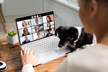 Video konferansı köpeğe çağrı takıyor. Çevrimiçi İş Toplantısı
