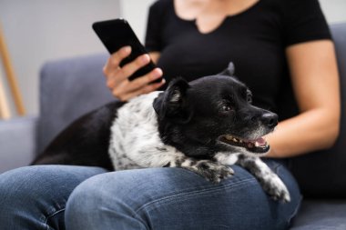 Evde Evcil Köpekle Tablet Kullanan Kadın