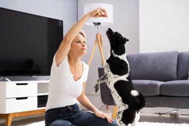 Kadın antrenmanı ve evde evcil köpekle oynaması