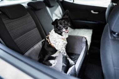 Emniyet kemeri takılı Arabada Köpek Koltuğu
