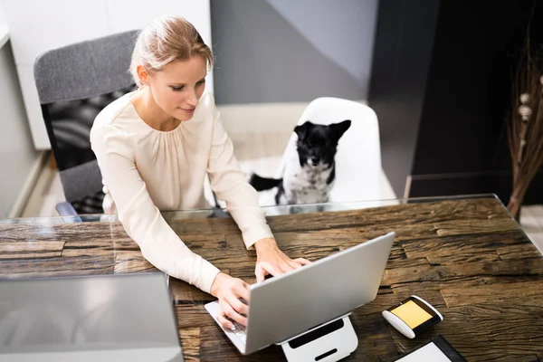 Affärskvinnor Som Arbetar Bärbar Dator Med Hund — Stockfoto